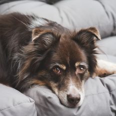 australian-shepherd-g0206d3467_1280